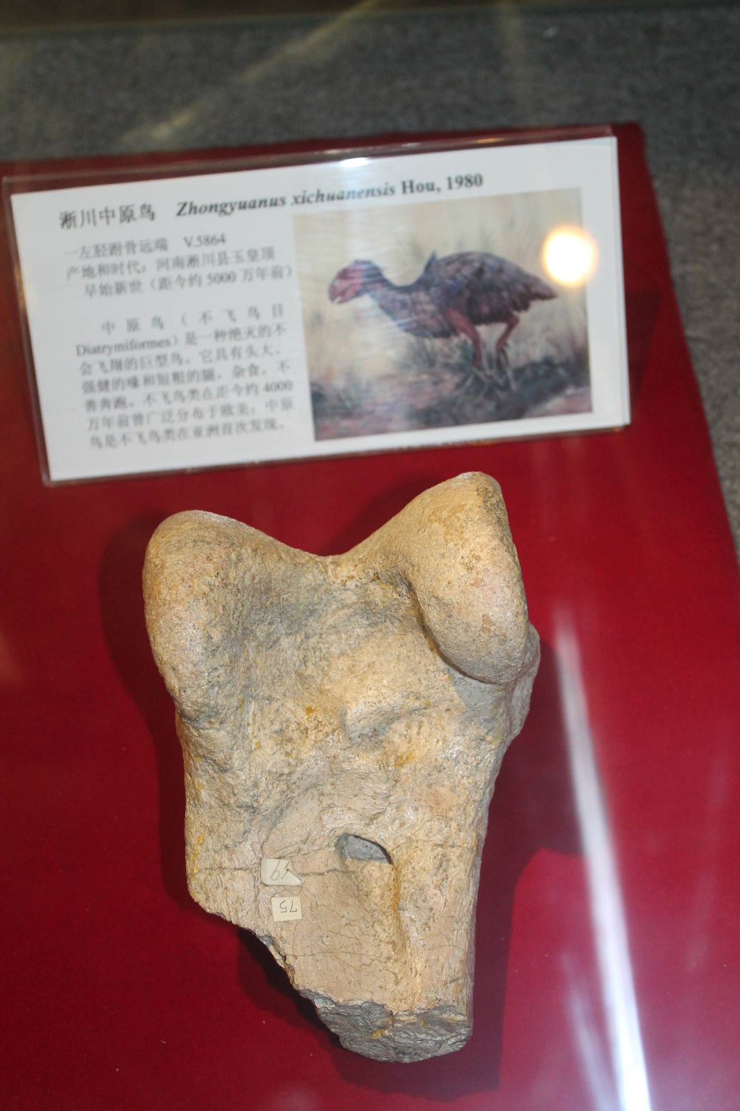 Gastornis xichuanensis