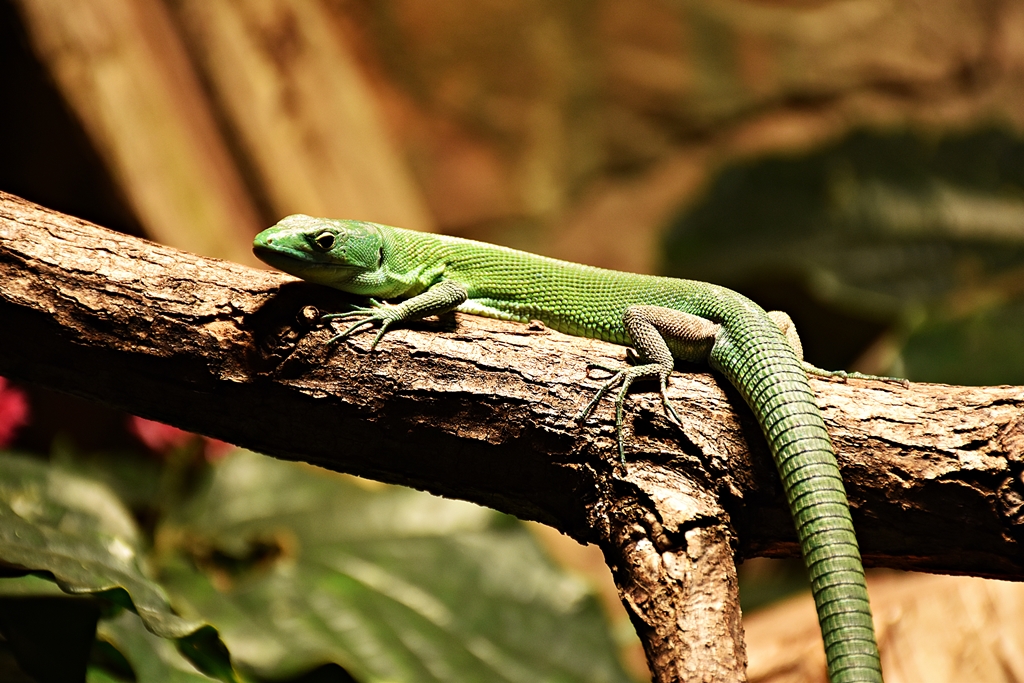 Gastropholis prasina