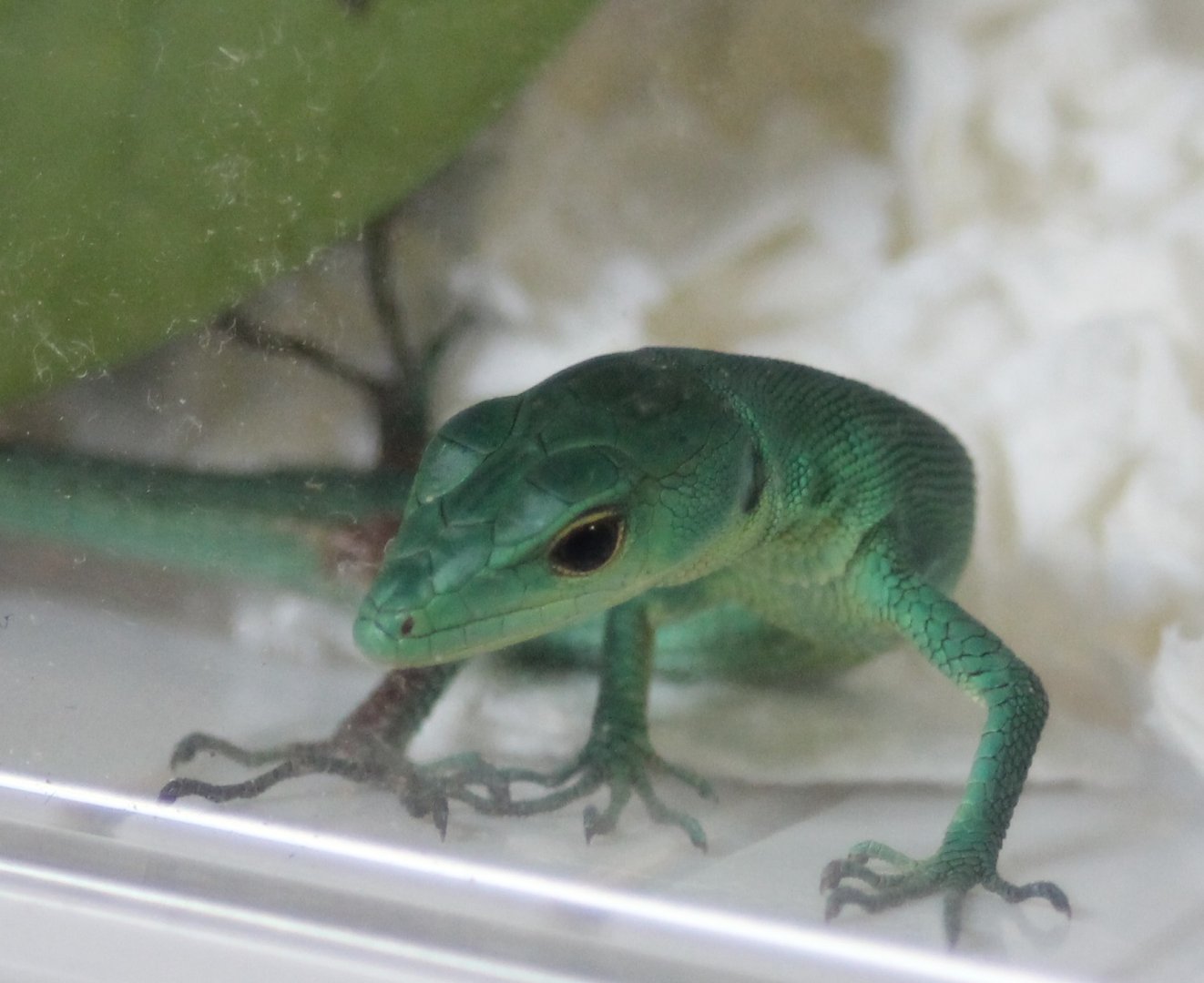 Gastropholis prasina