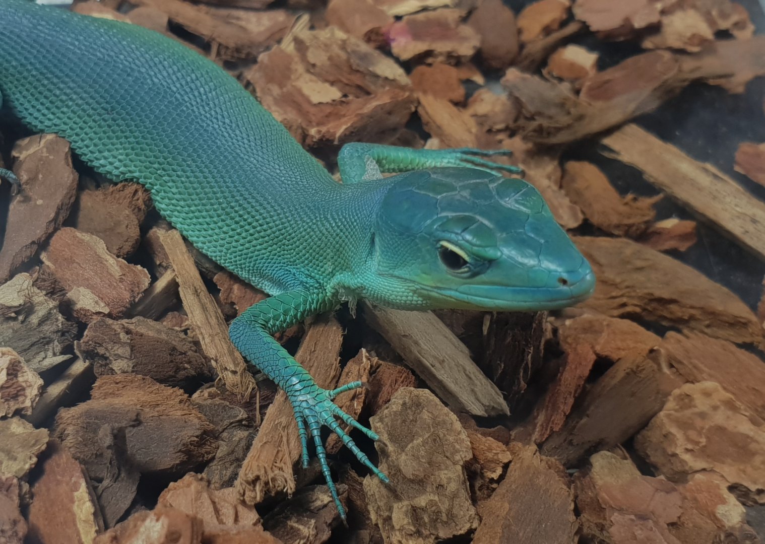 Gastropholis prasina