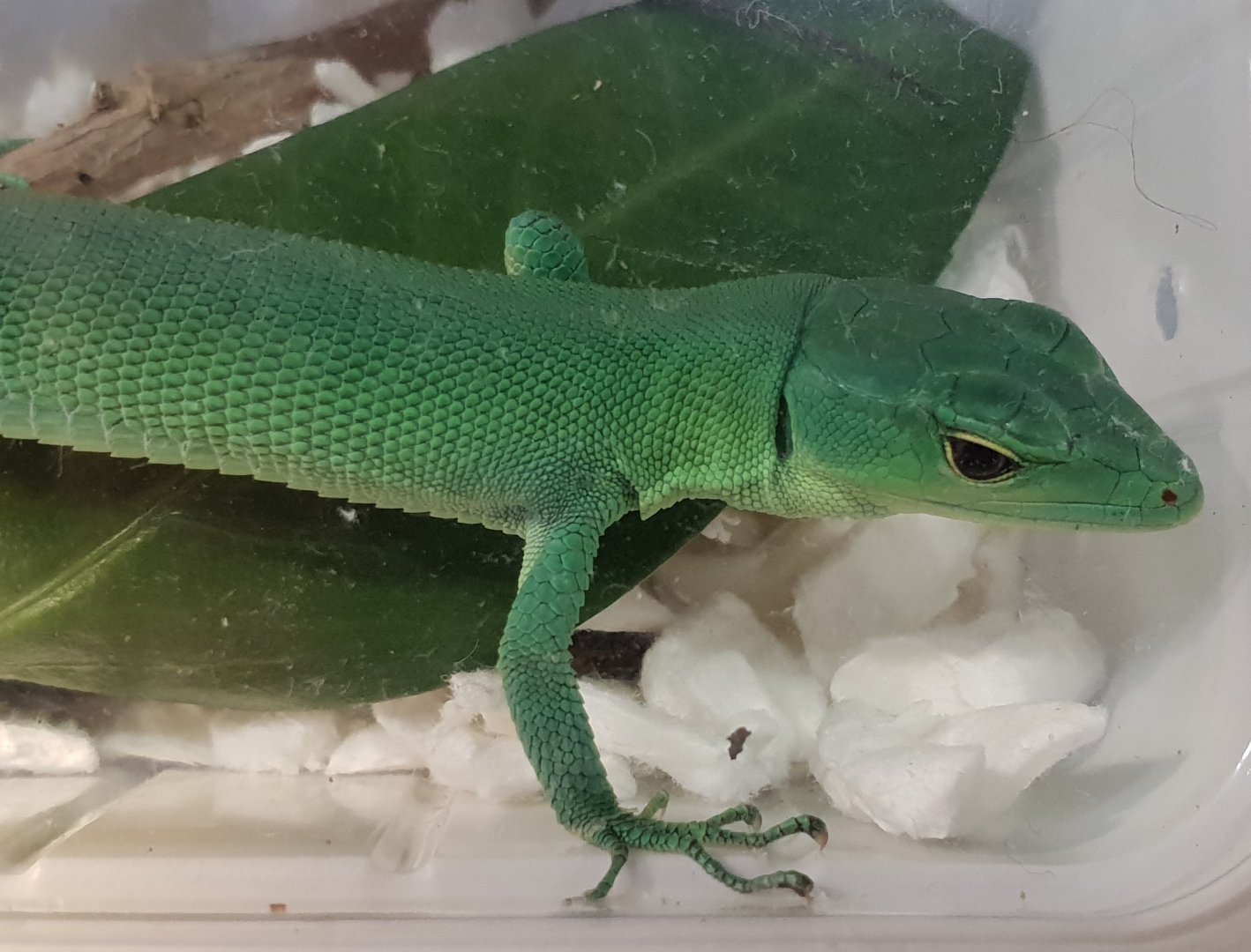 Gastropholis prasina