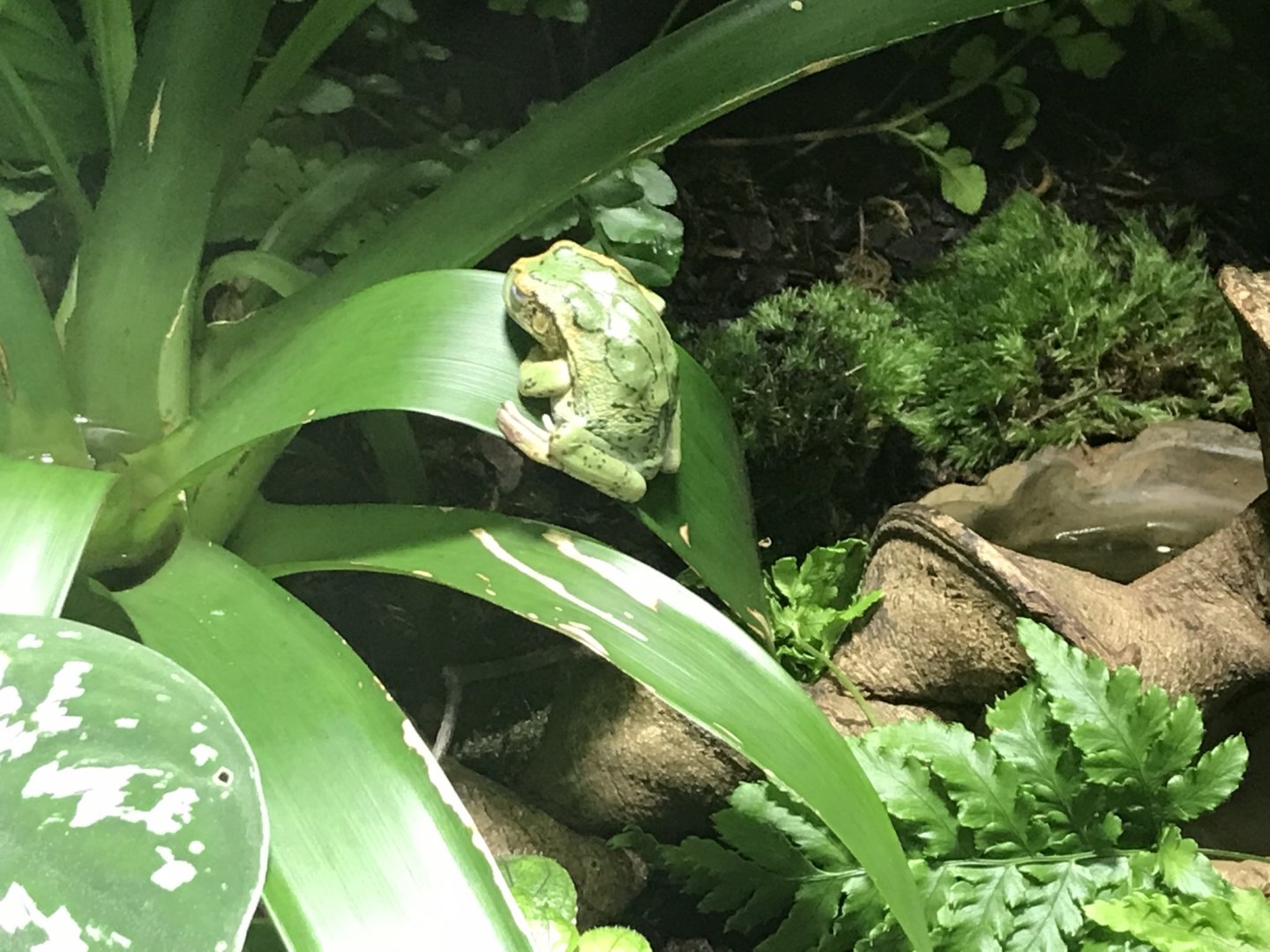 Gastrotheca riobambae 270118