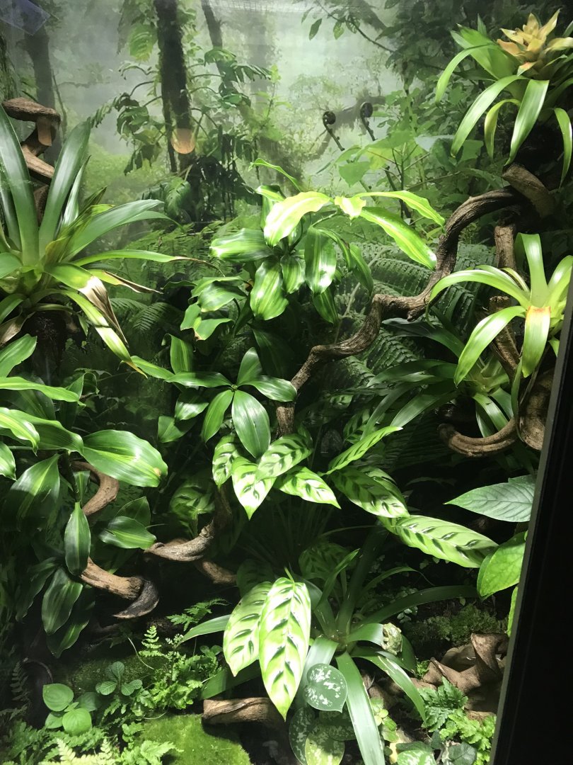 Gastrotheca riobambae exhibit 270118