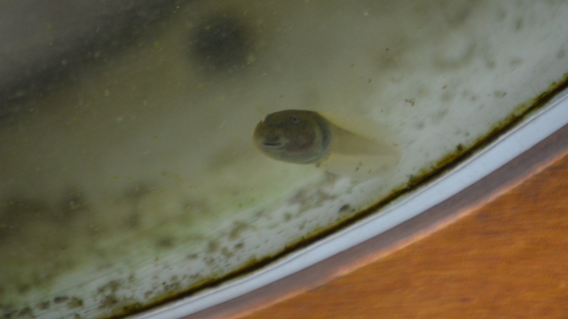 Gastrotheca riobambae tadpole