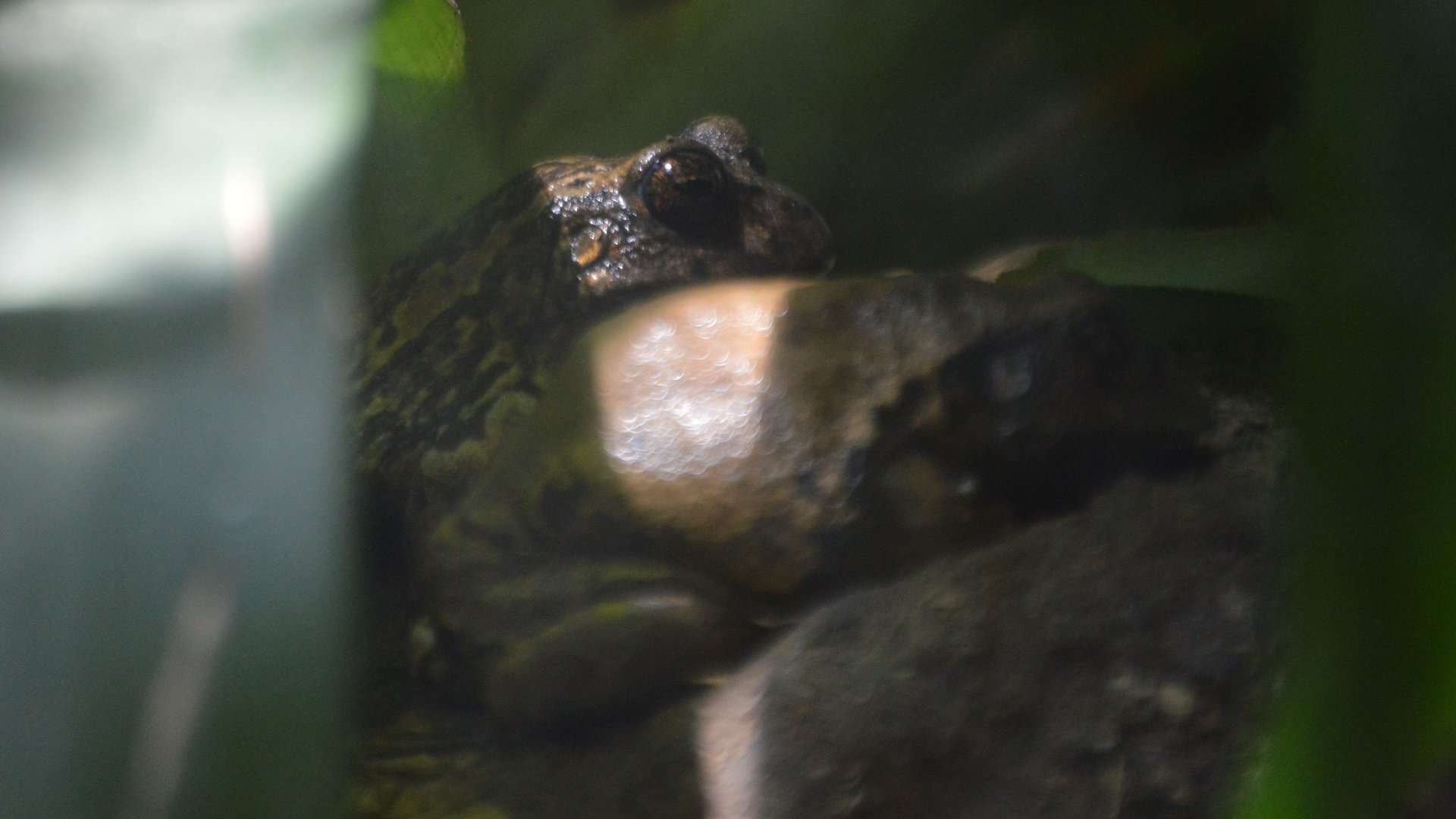 Gastrotheca riobambae