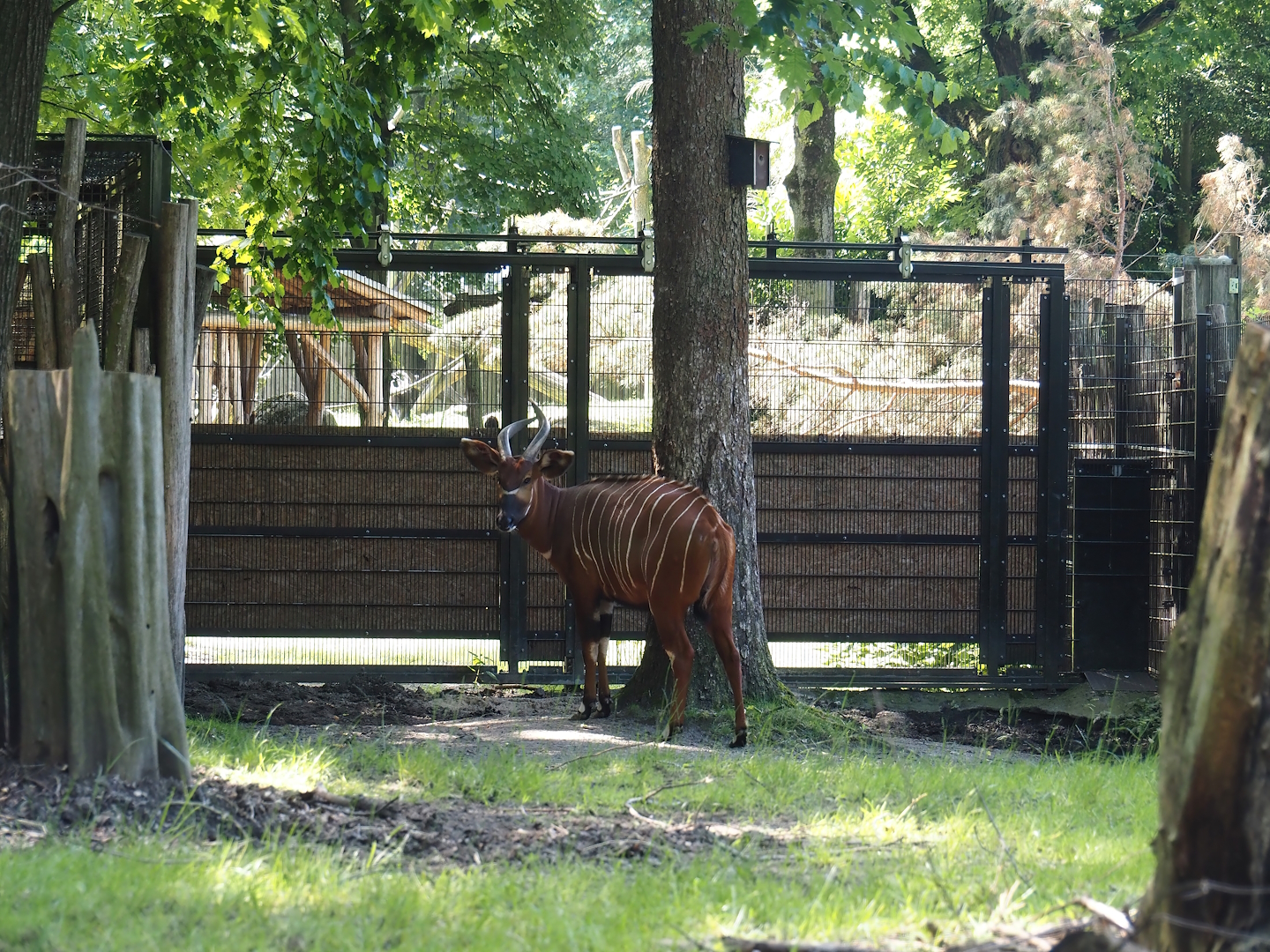 Gate between Mountain bongo and Kirk's dik-dik paddocks, 2024-06-08