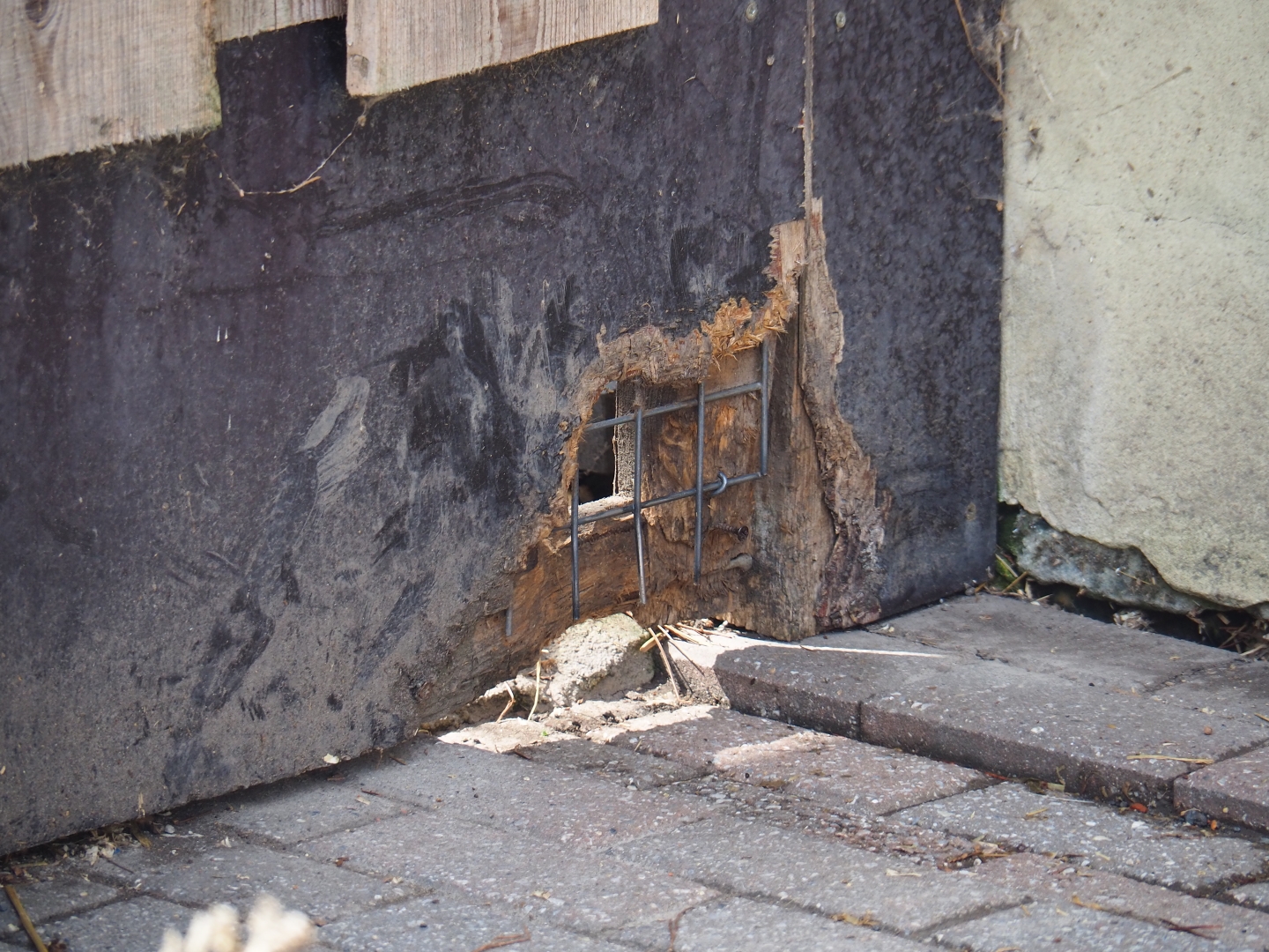 Gate chewed on by coypus
