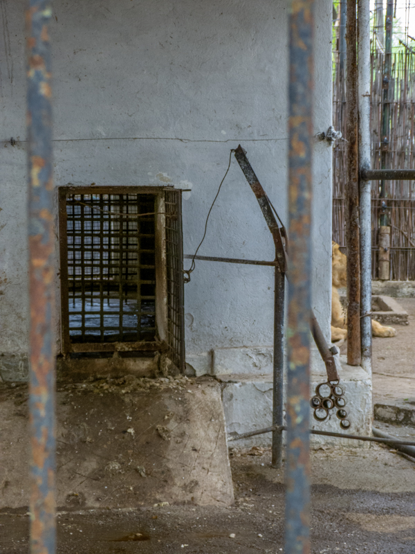 gate of Enclosure of lion No 1