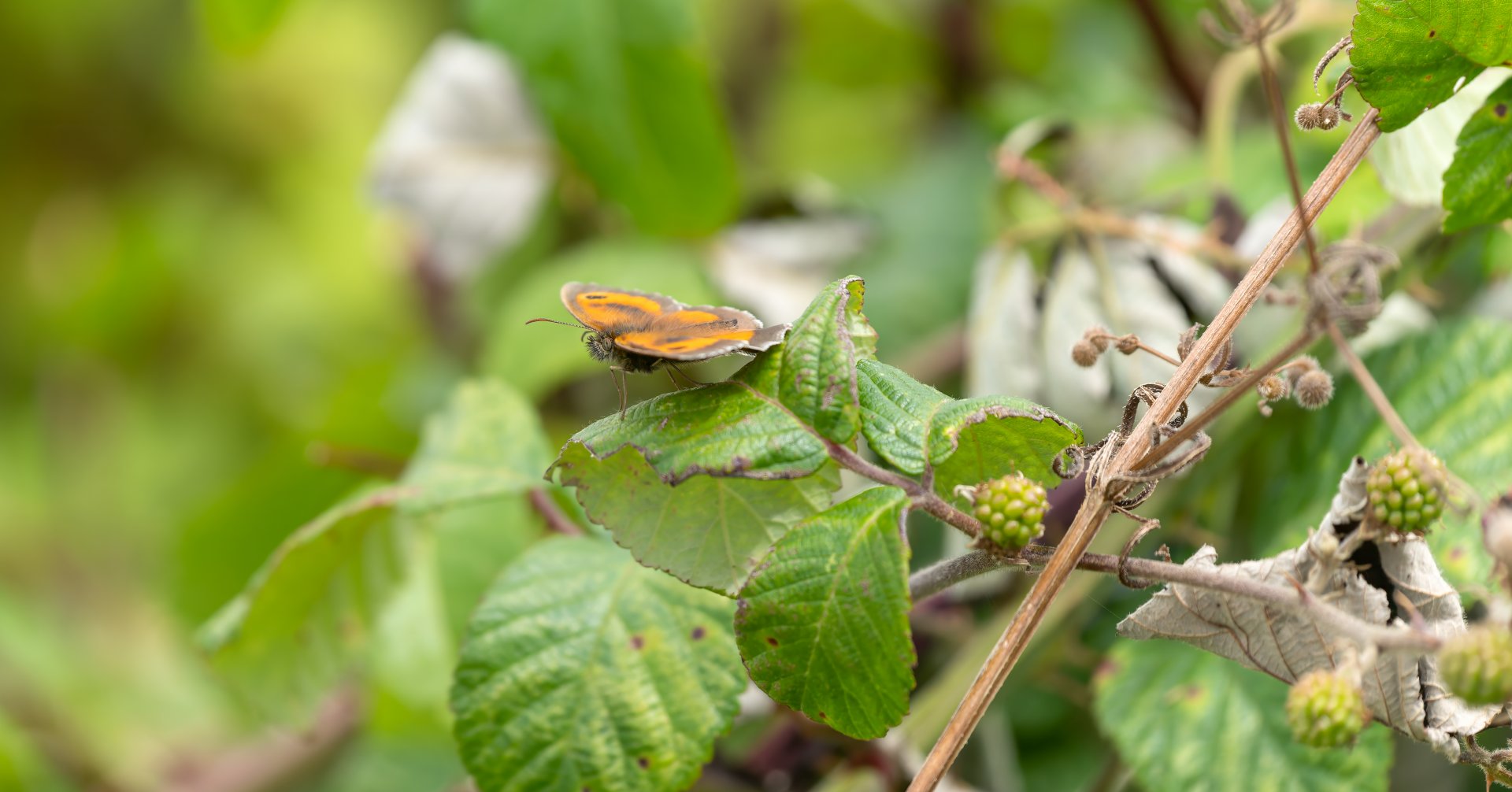 Gatekeeper / Hedge brown butterfly, wild, UK