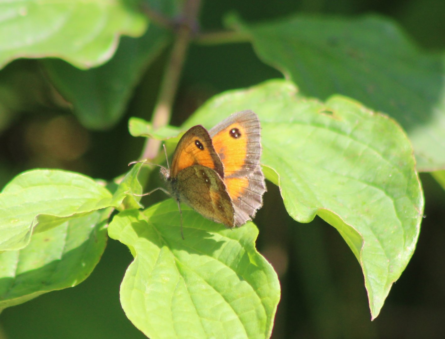 Gatekeeper - Pyronia tithonus