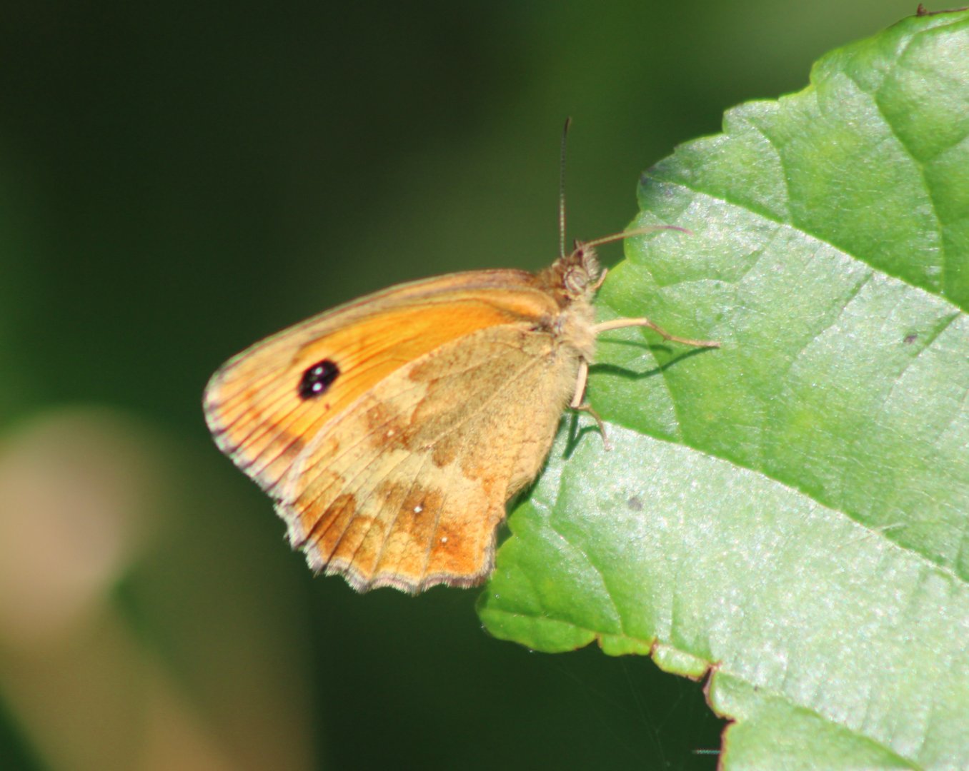 Gatekeeper - Pyronia tithonus