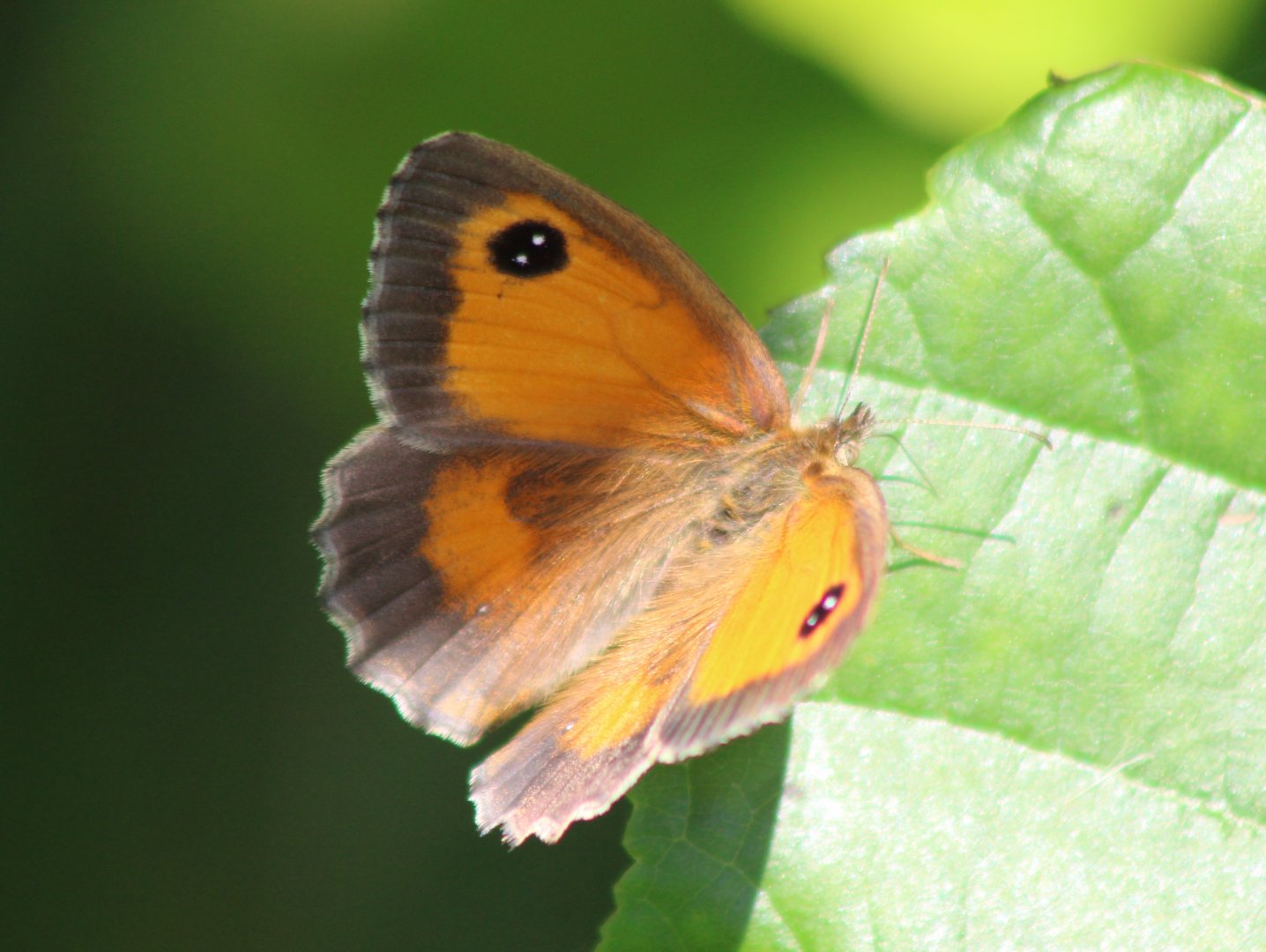 Gatekeeper - Pyronia tithonus