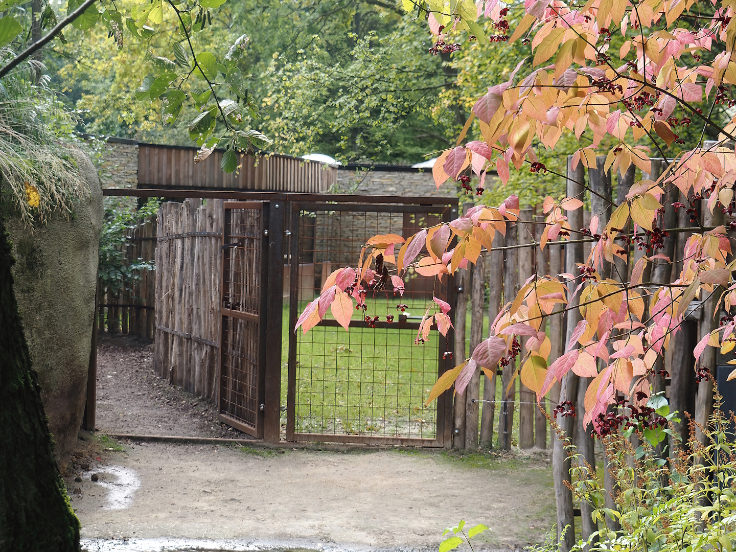 Gates and corridor connection pygmy hippopotamus exhibits, 2025-09-30