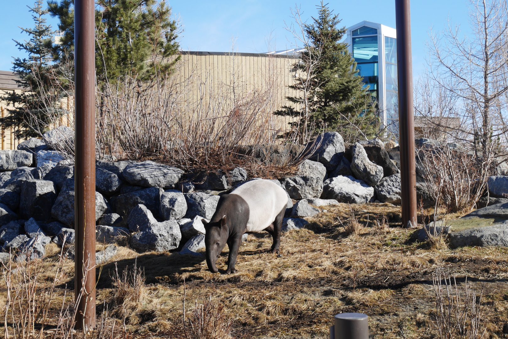 Gateway to Asia: Sempurna (Malayan Tapir) Exploring her Outdoor Exhibit on a Warm February Day