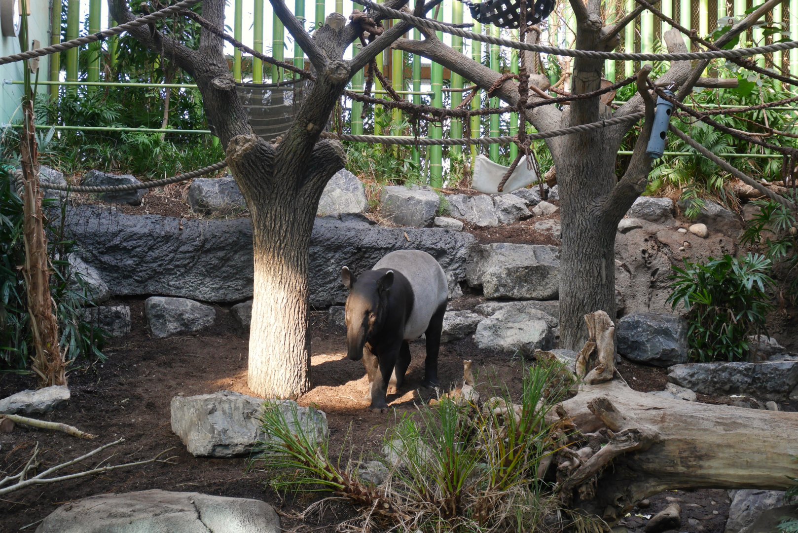 Gateway to Asia: Tanuck (Malayan Tapir) in the First Indoor Mixed Species Exhibit