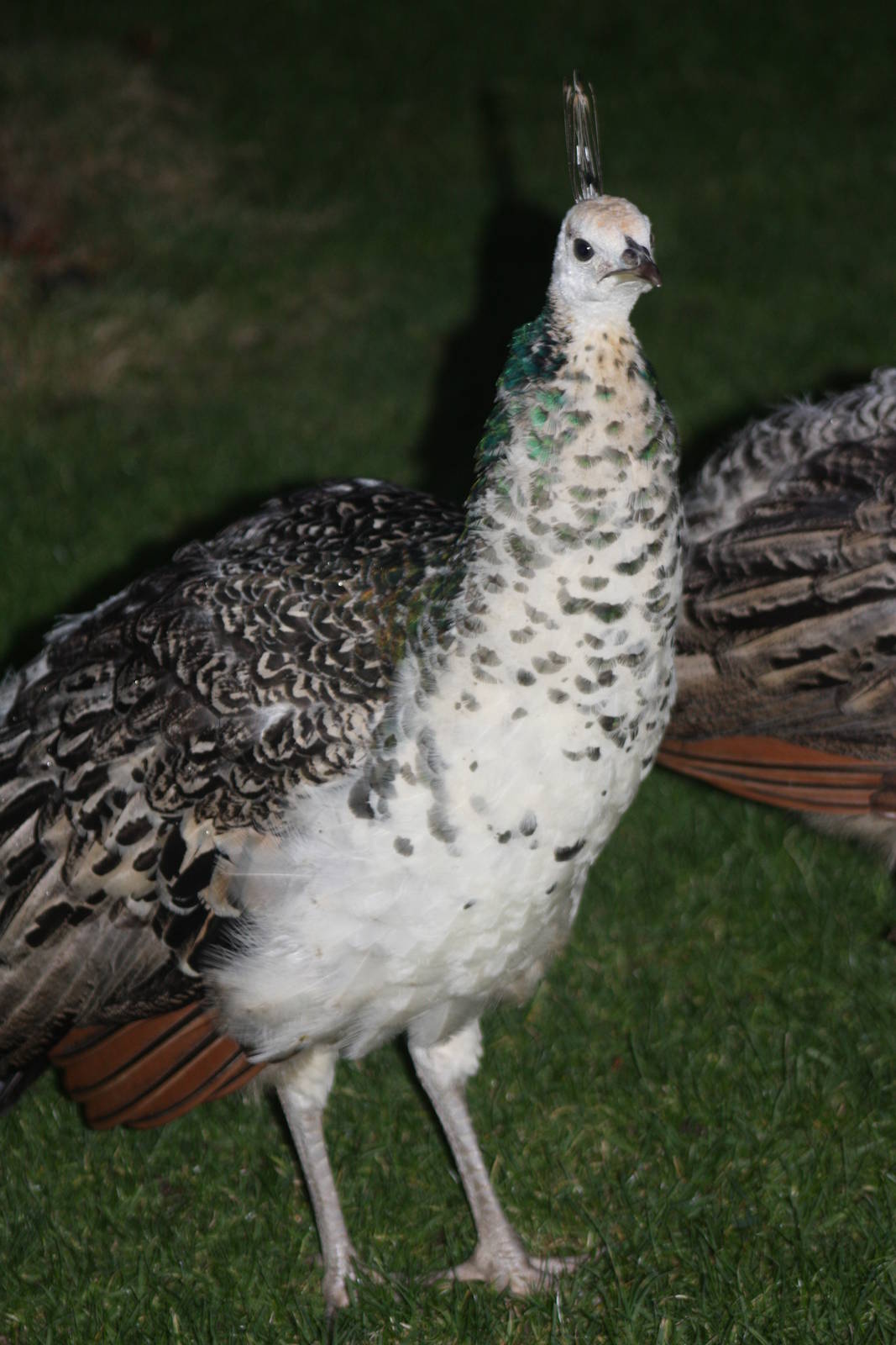 Gathering gloom, gathering Peafowl; 22nd December 2014