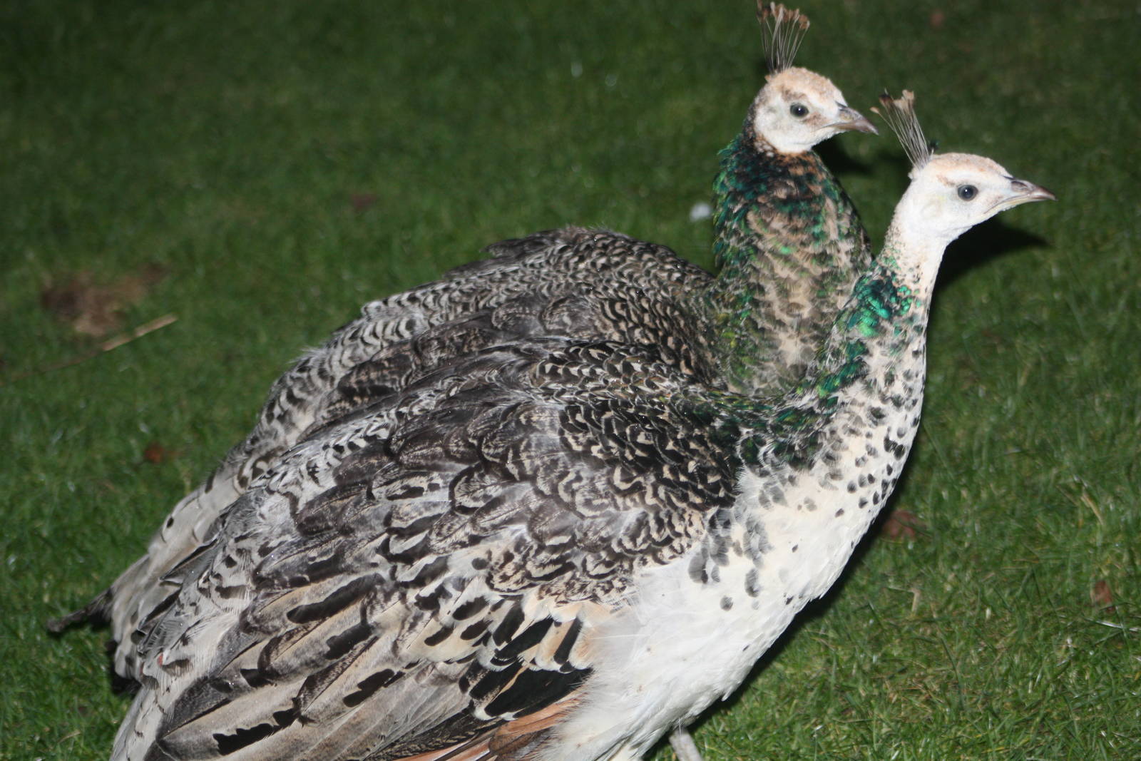 Gathering gloom, gathering Peafowl; 22nd December 2014