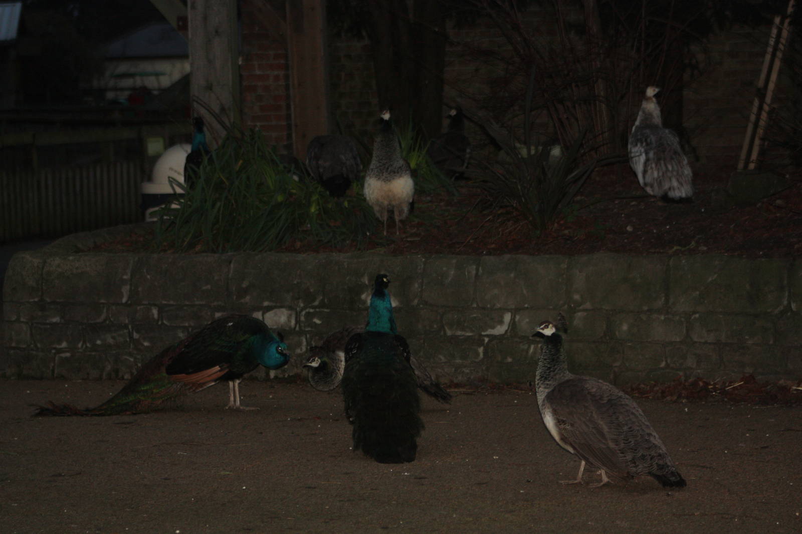 Gathering gloom, gathering Peafowl; 22nd December 2014