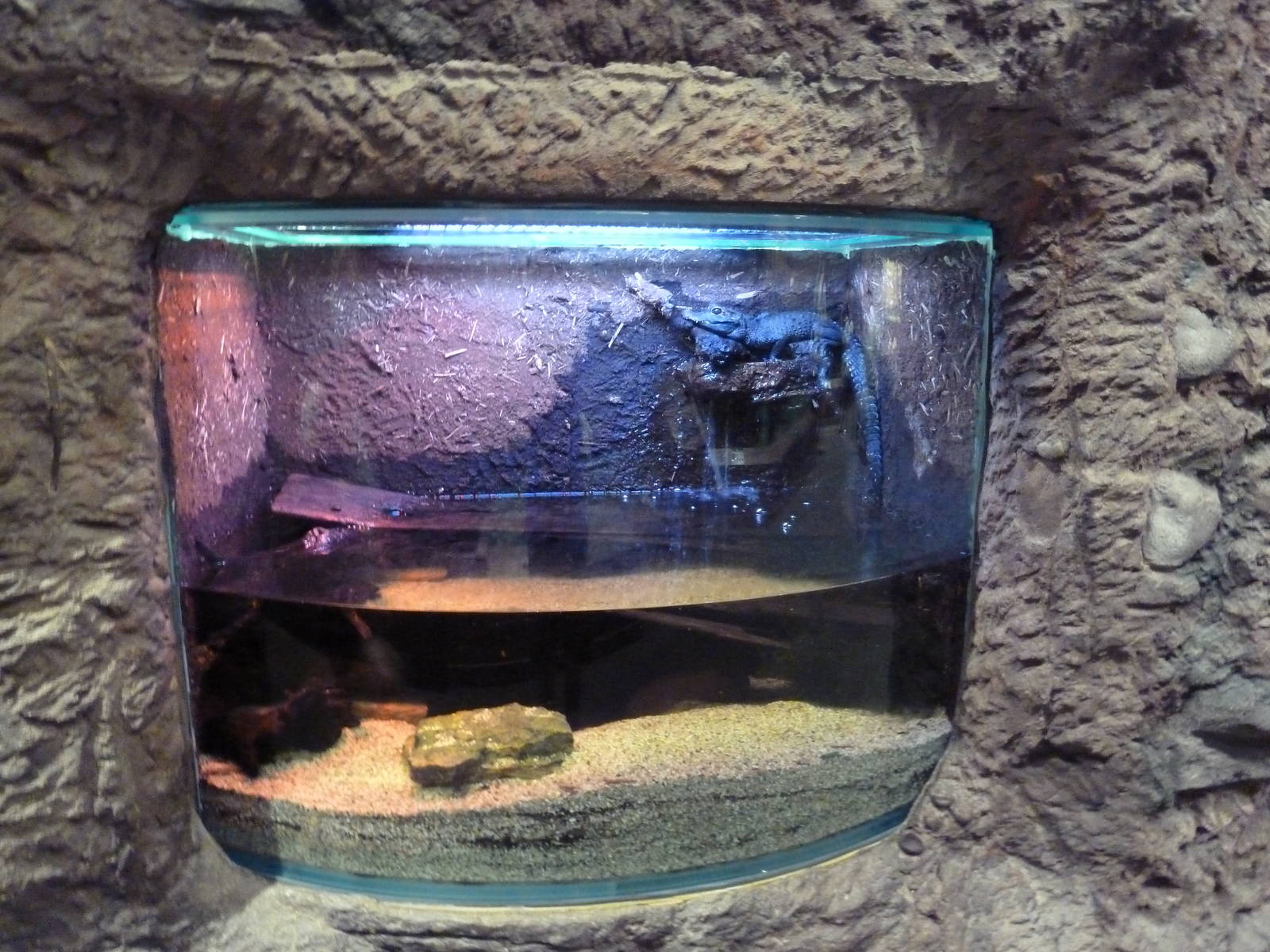 Gator Alley - Juvenile Dwarf Crocodile Exhibit