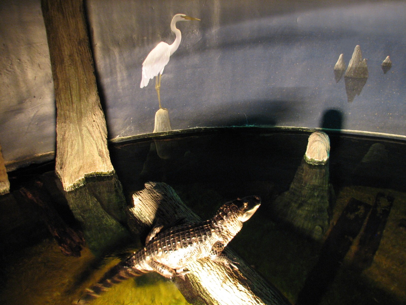 Gator Bayou - Alligator and Turtle Exhibit