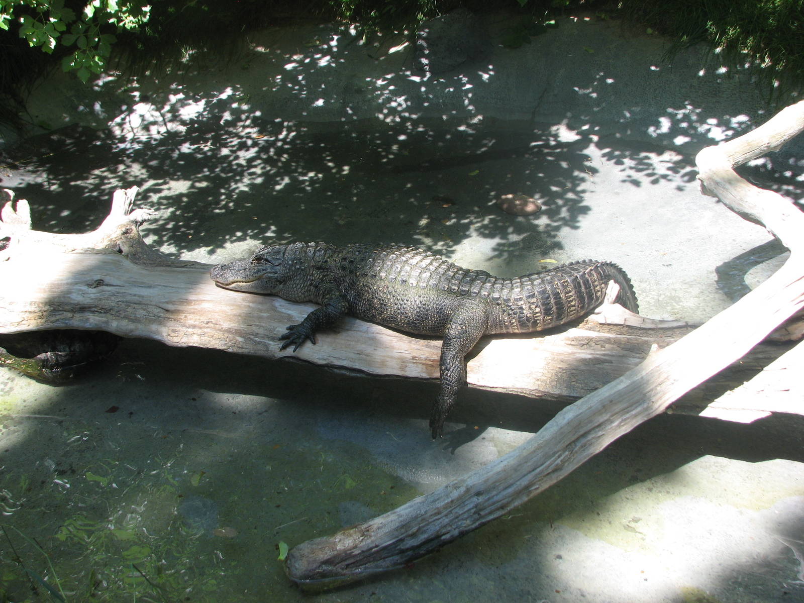Gator Bayou - American Alligator