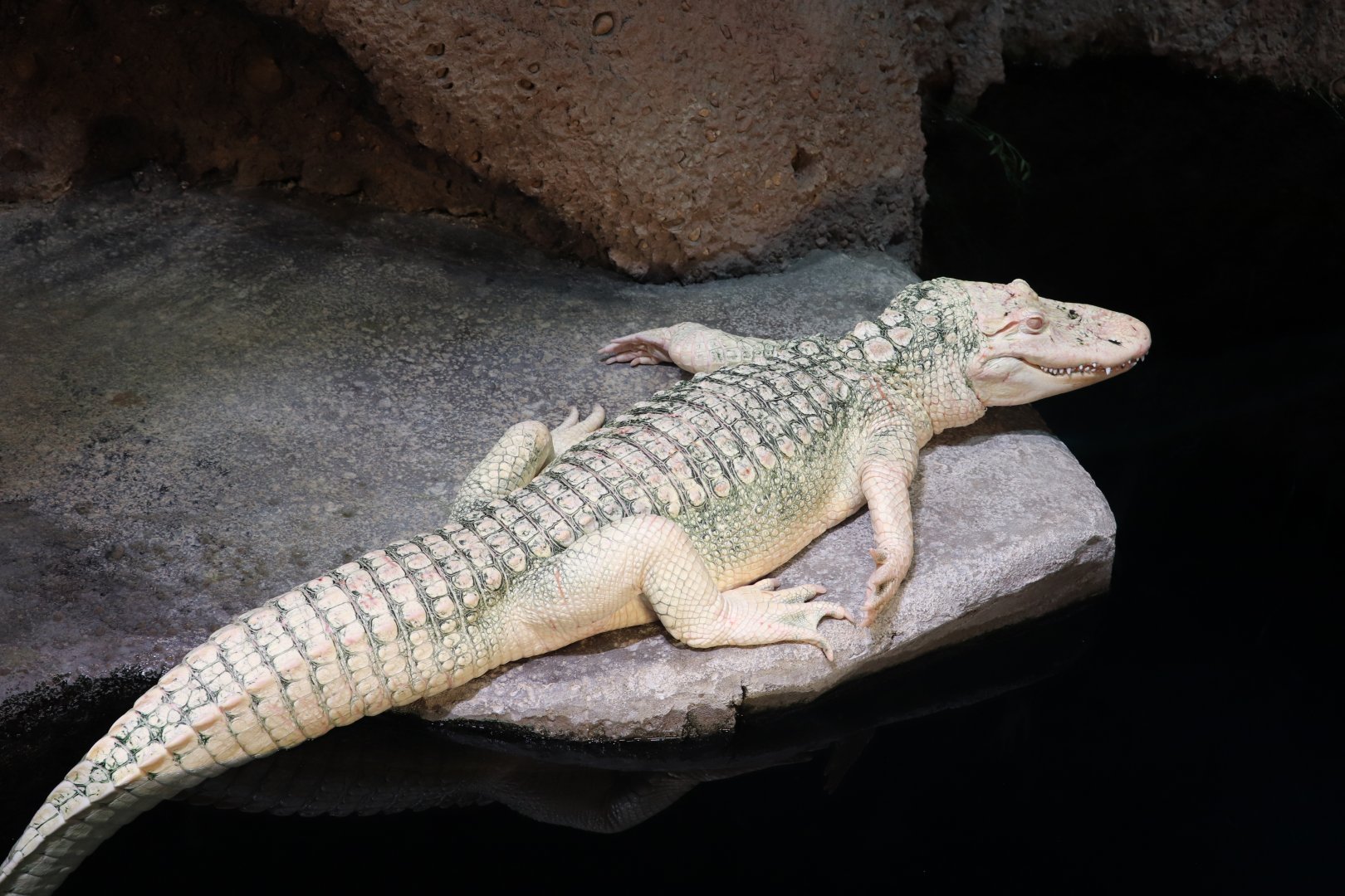 Gator Crossing - American Alligator