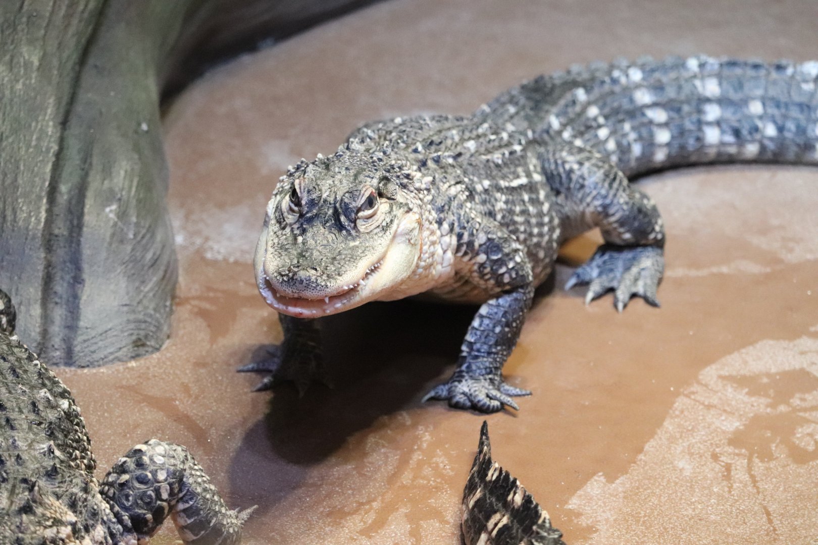 Gator Crossing - American Alligator