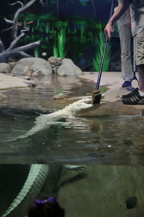 gator eating broom