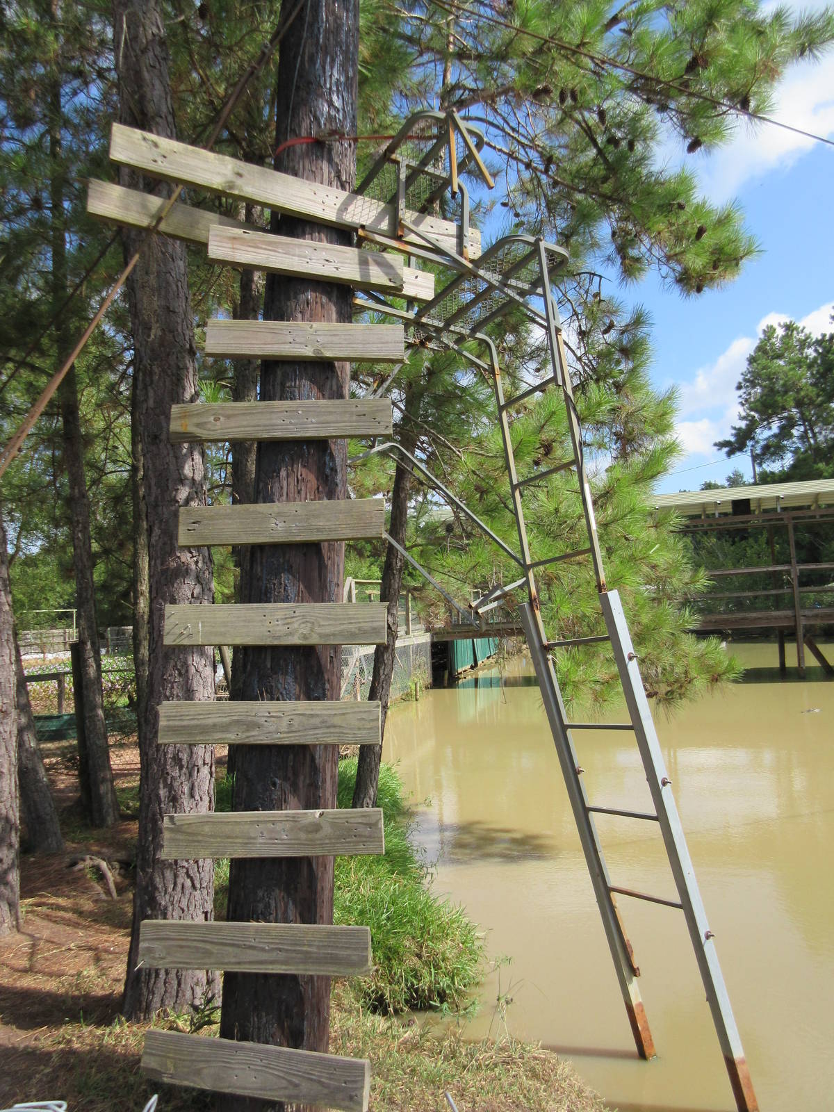 Gator Exhibit - ladder to food line
