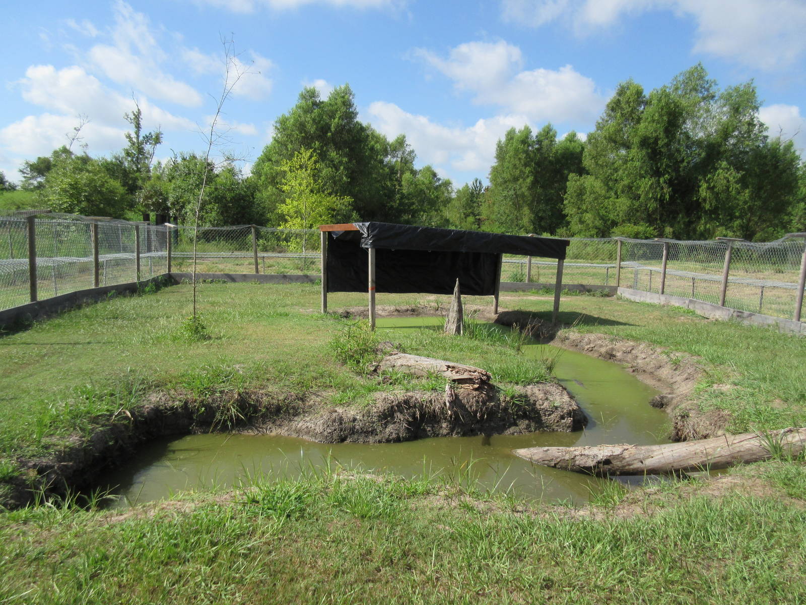 Gator Exhibit