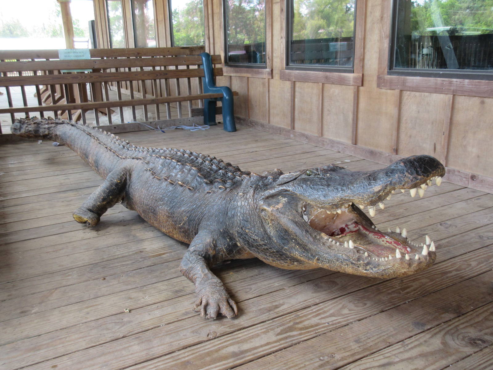 Gator - Taxidermy Specimen
