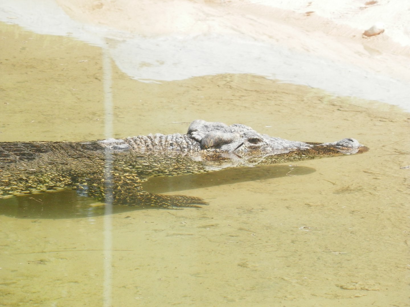 [Gatorland Florida, 2014] Crocodile ID please