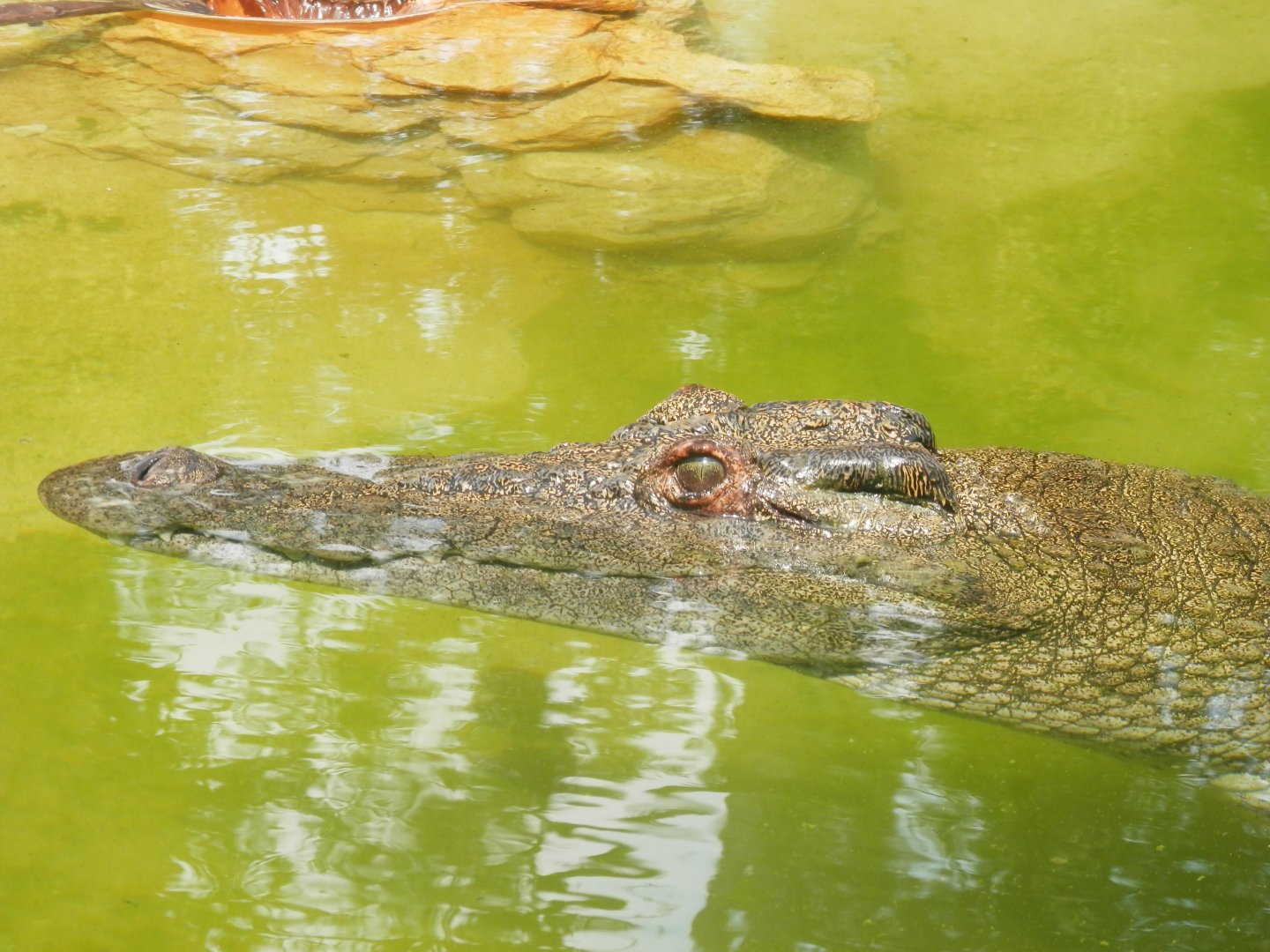 [Gatorland Florida, 2014] Crocodile ID please