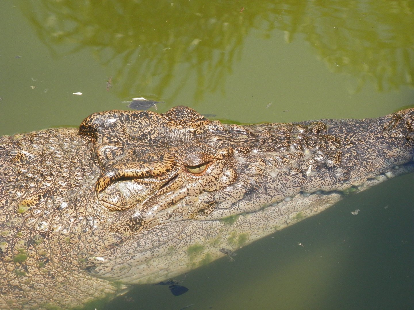 [Gatorland Florida, 2014] Crocodile ID please