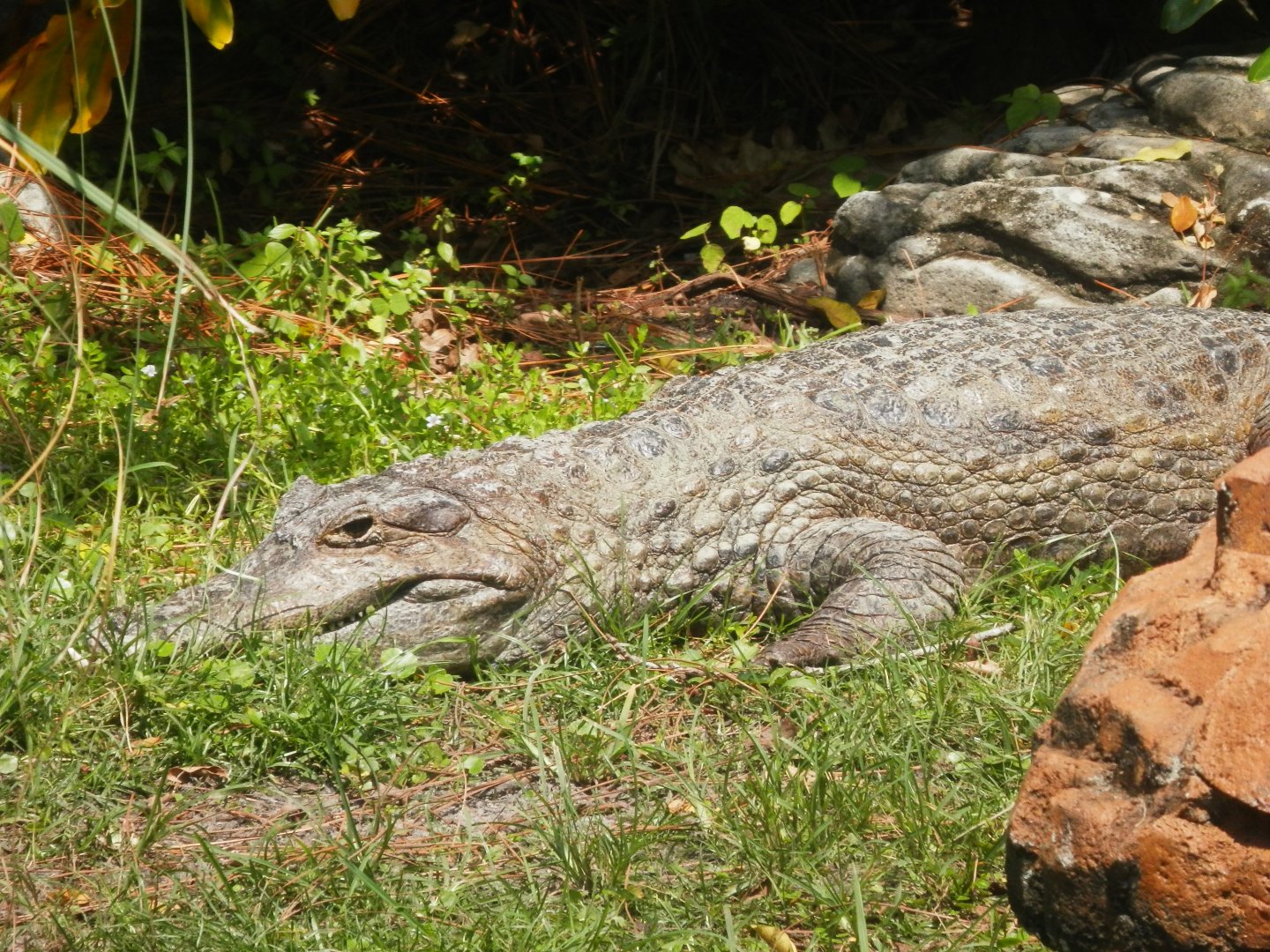 [Gatorland Florida, 2014] Crocodile ID please