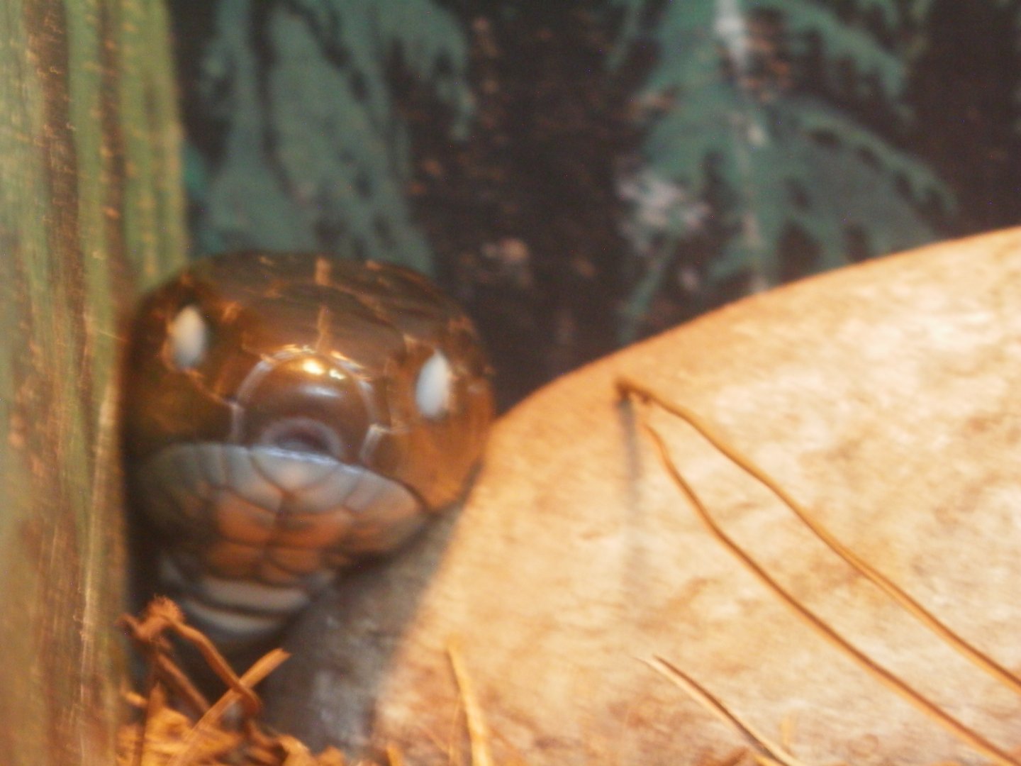 [Gatorland Florida, 2014] Snake ID please