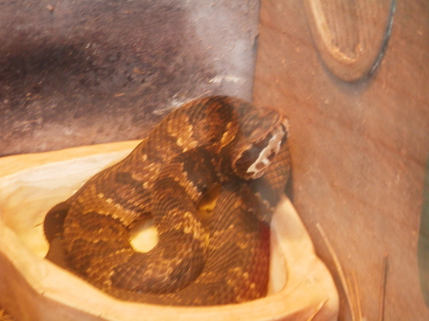 [Gatorland Florida, 2014] Snake ID please