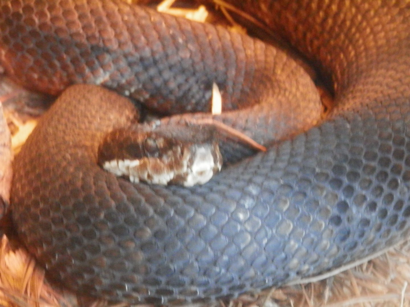 [Gatorland Florida, 2014] Snake ID please