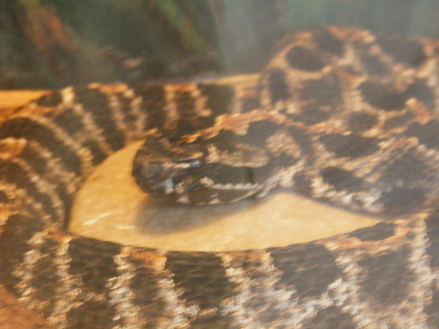 [Gatorland Florida, 2014] Snake ID please