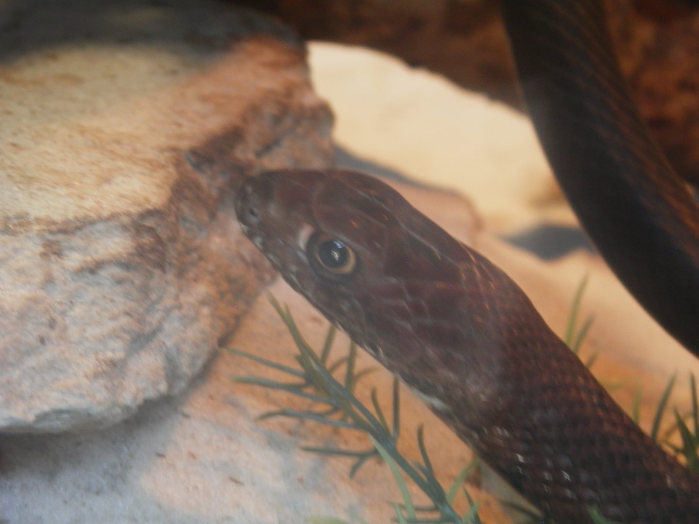 [Gatorland Florida, 2014] Snake ID please.