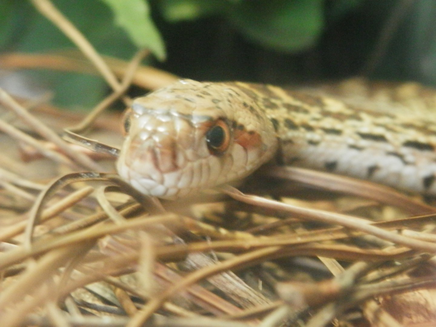 [Gatorland Florida, 2014] Snake ID please.