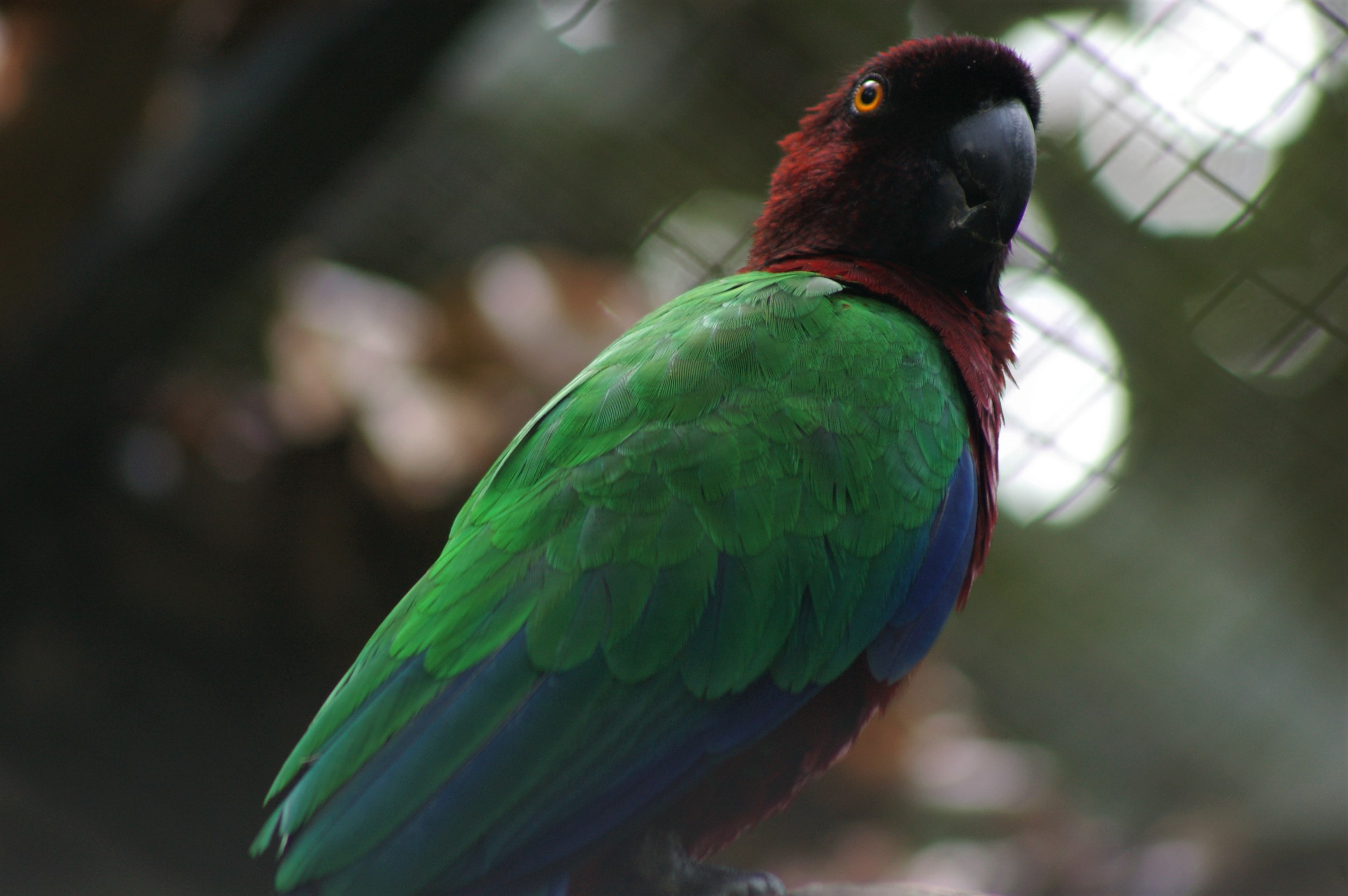 Gau Island Shining Parrot (Prosopeia tabuensis tabuensis)