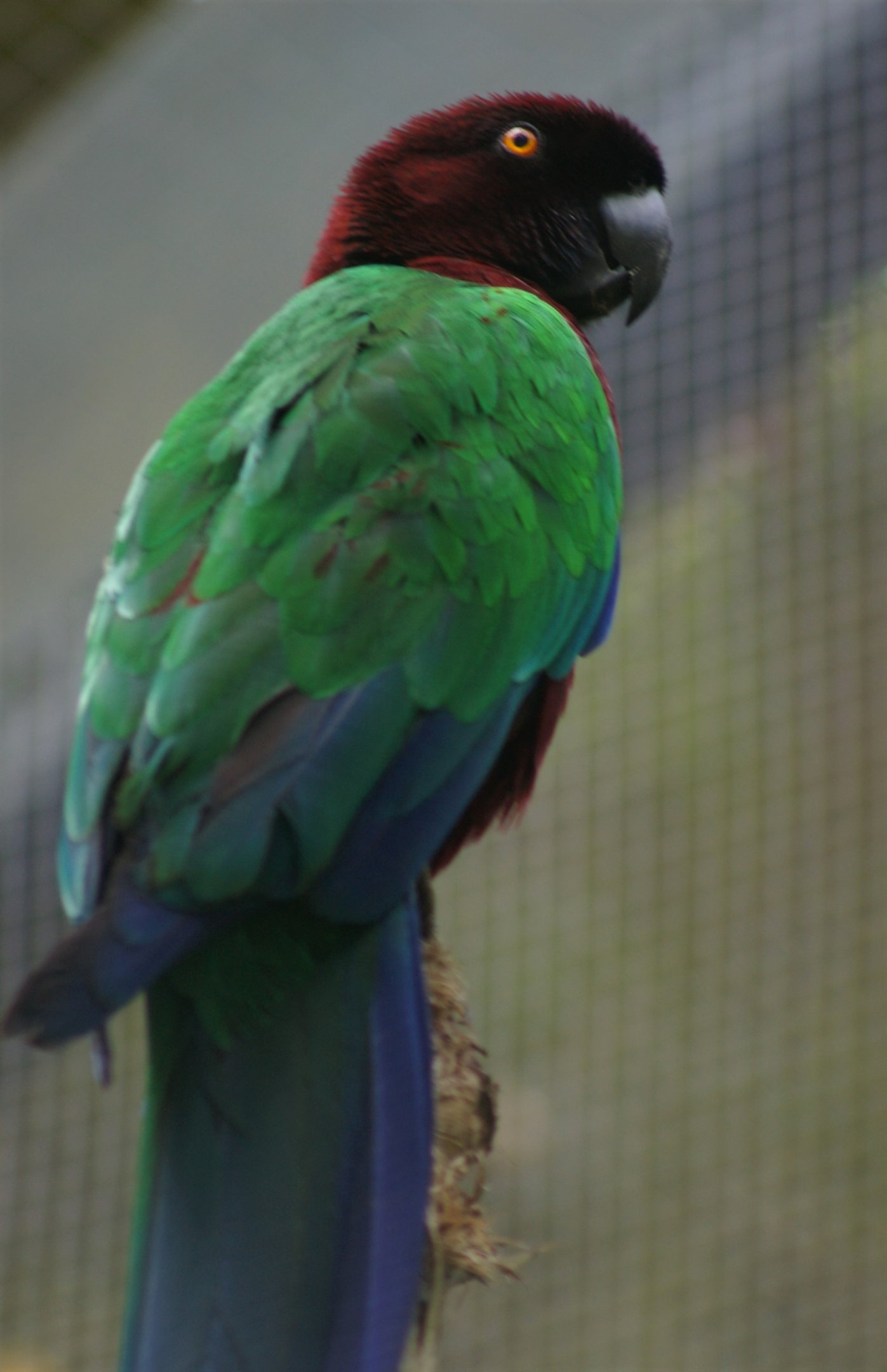 Gau Island Shining Parrot (Prosopeia tabuensis tabuensis)