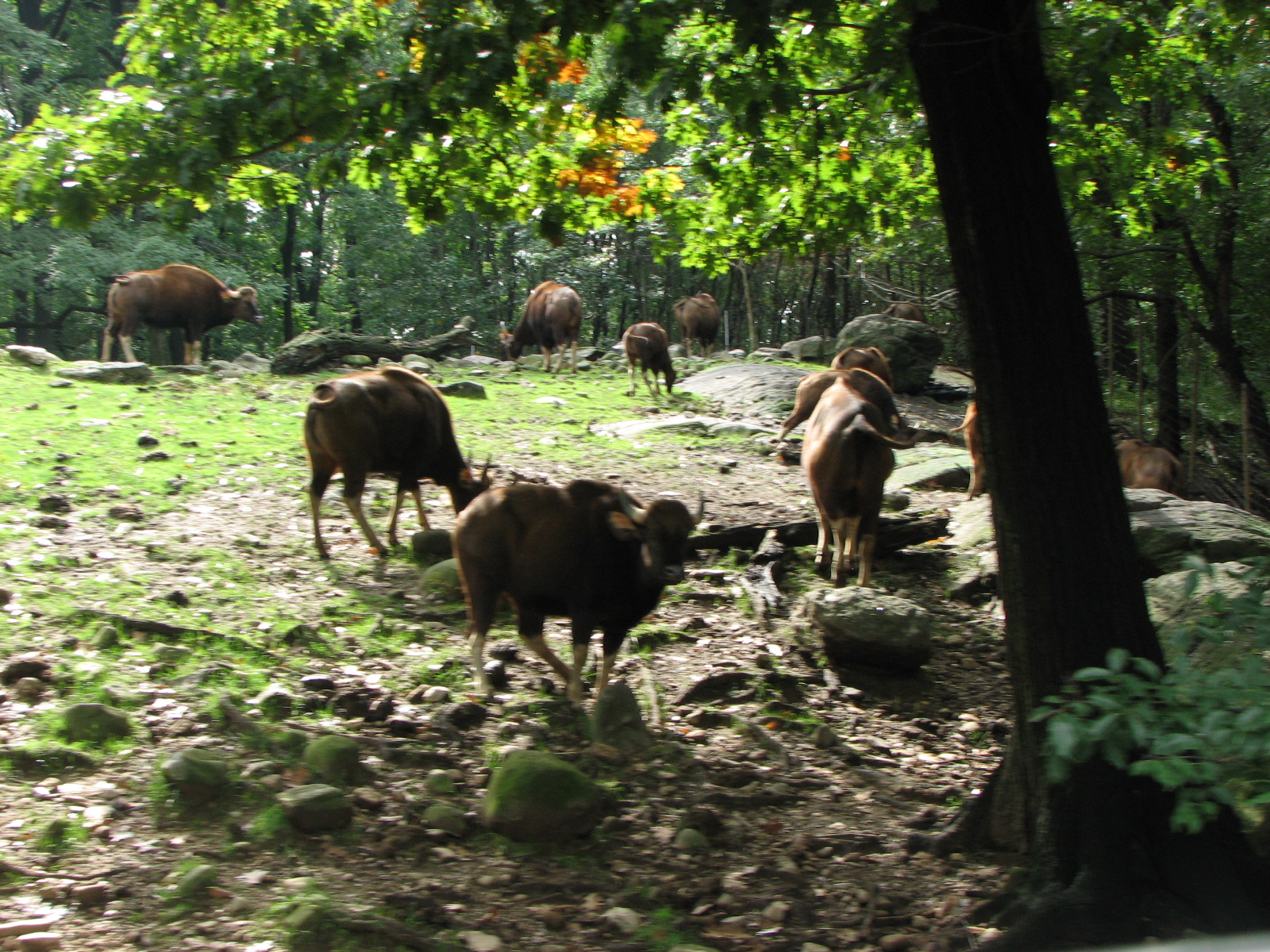Gaur 2011