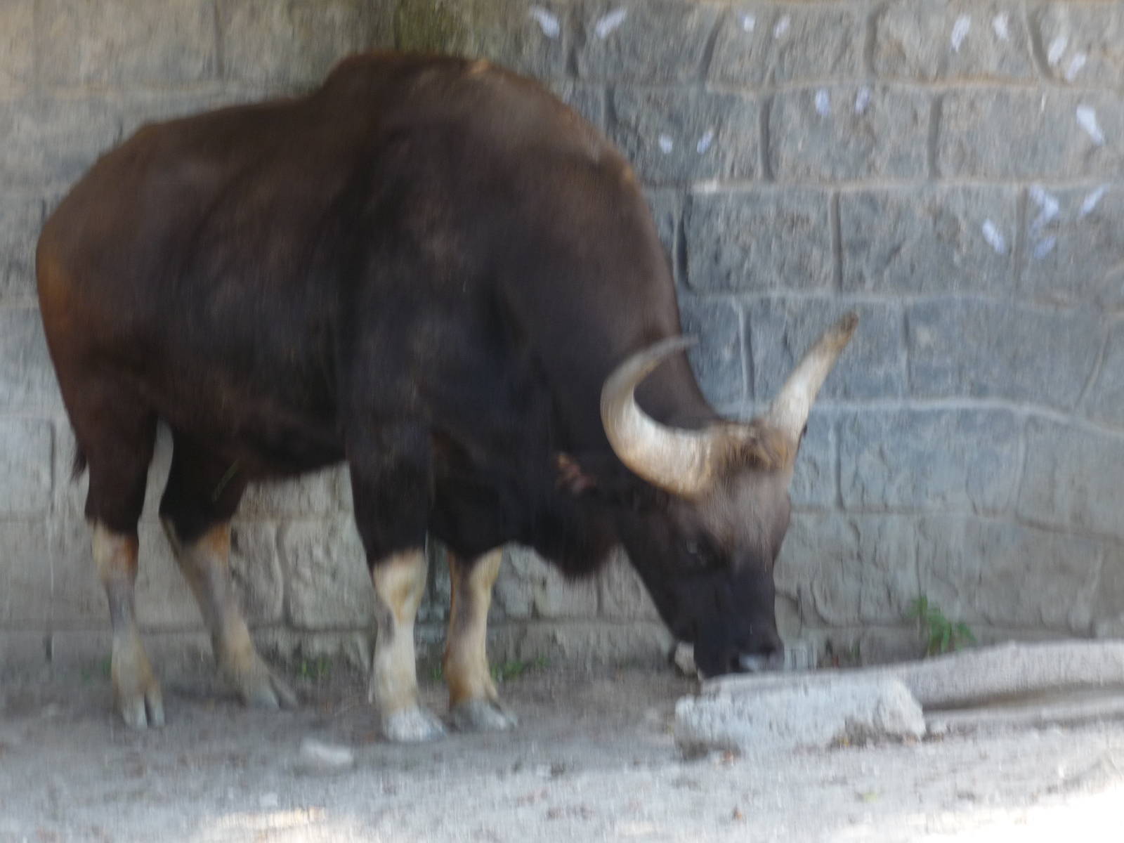 gaur africam safari