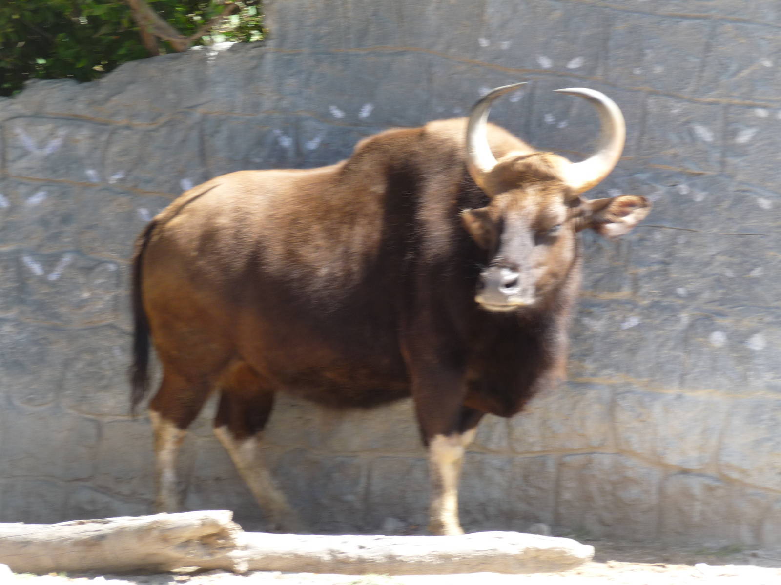 gaur africam safari