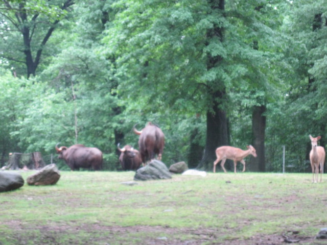 Gaur and Brow-Antlered Deer