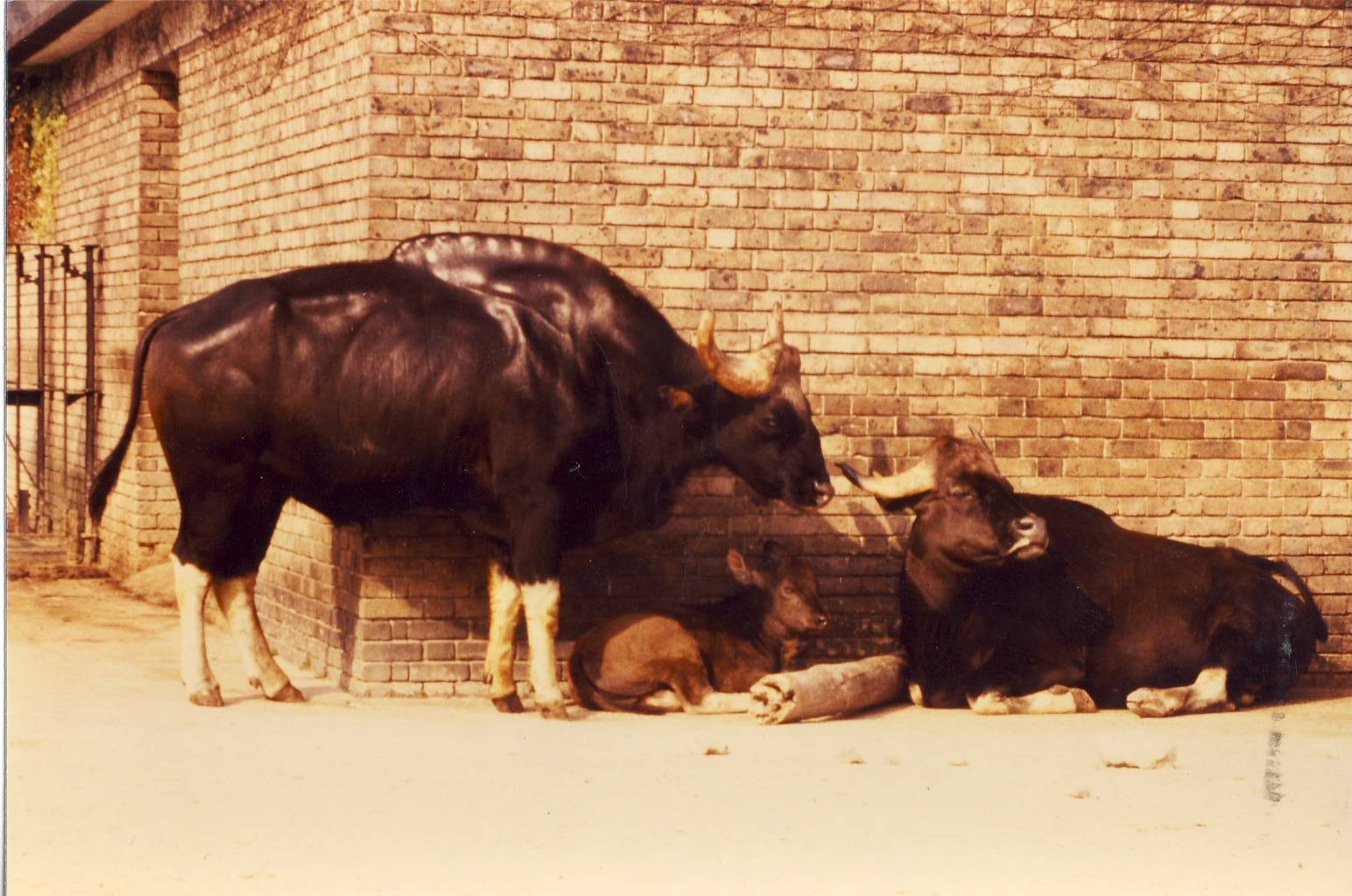 Gaur and calf London Zoo 28 Spetember 1985