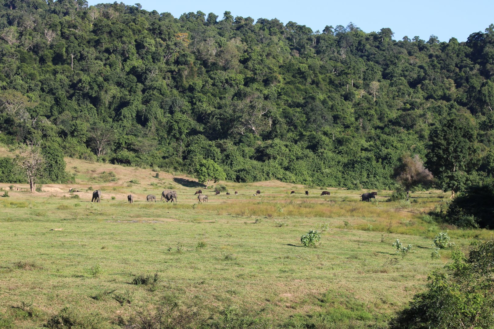 Gaur and Elephant Herds Coming Out of the Forest to Feed - Kui Buri National Park
