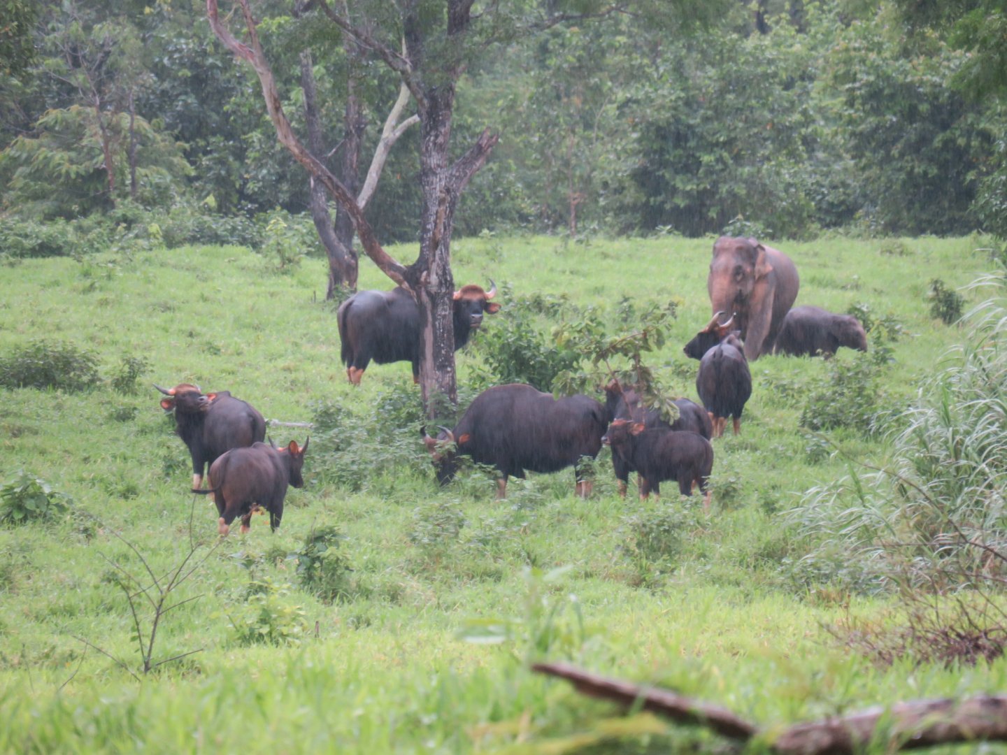 gaur and elephant